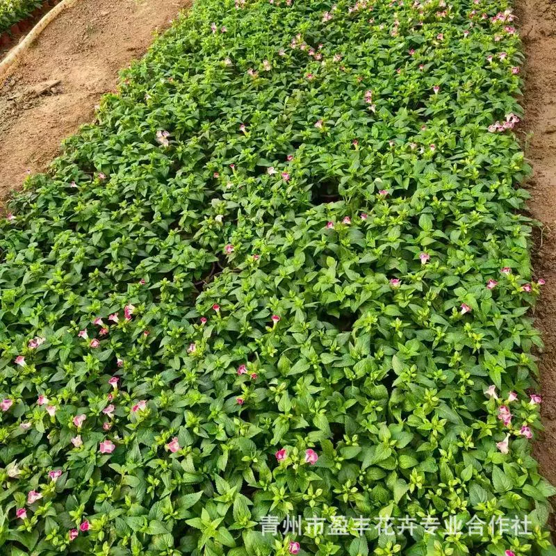 Парк Сяцзинь, ландшафт, цветочные рассады, многоцветная сезонная травяная цветочная композиция, горшечные растения, чашка Сяцзинь, рассада, украшение цветочной клумбы