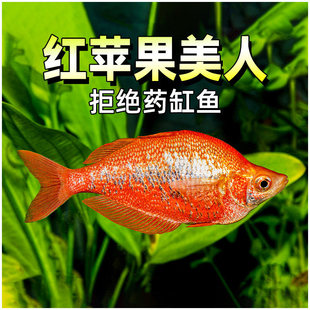 �t�O�������~���������~ʯ�����{����ˮ�ݸןᎧ��ˮ�~�y�hĿ