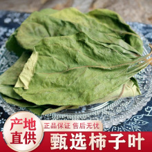 霜后柿子叶茶官方旗舰店中药材压北同京仁秋后降干柿子叶堂的功效