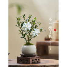 带栀子花小盆景四季盆栽植物小叶桌面绿植办公室开花好养花苞室内
