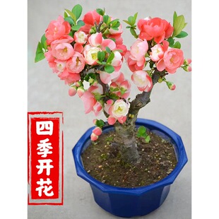 ���Ļ����Ԙ����辰�ذ��Ϙ�ͥԺ�Gֲ���҃Ȼ����ļ����ܺ��B