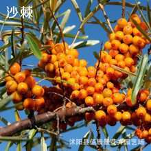 �o�¹�ľ�N��ɳ��ľ��ë���Ӹ���߅�¾G��ֲ��ɳ��얹��ͺ���ؚ�