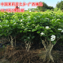 横县重瓣苗茉莉盆栽盆景四季绿植花卉老桩树桩根植物室内