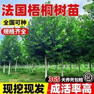 法国梧桐大树苗景观庭院观赏梧桐树苗绿化工程 四季常青 室外法桐