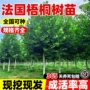 法国绿化室外工程树苗