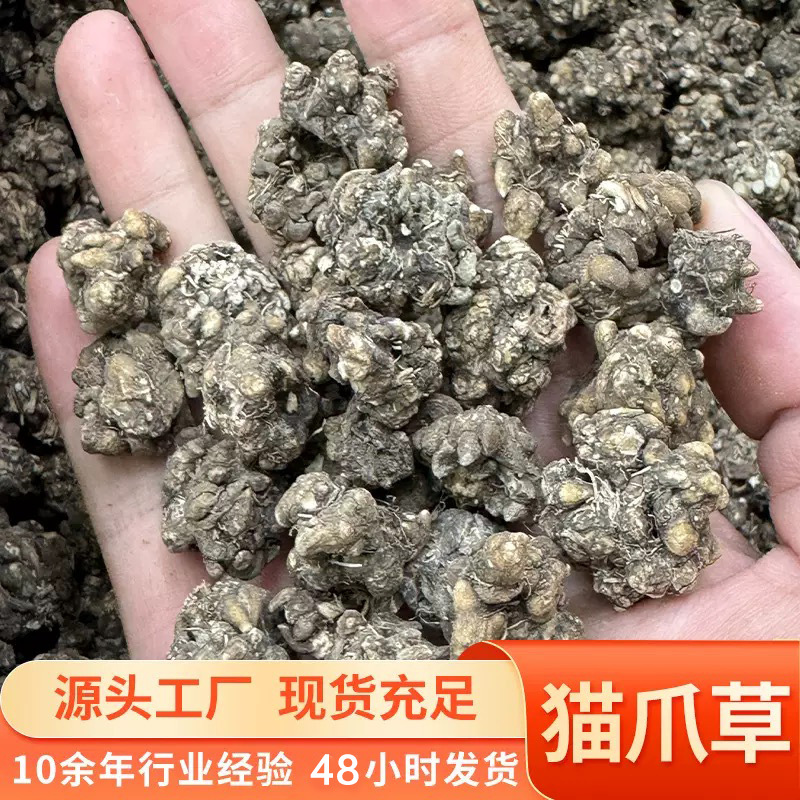 特级天然猫爪草足干野生水洗中药材干货批发无熏硫无添加