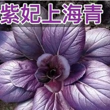 ϺNСͲСײԭbļ߲˷NӴȫ˷NӴl