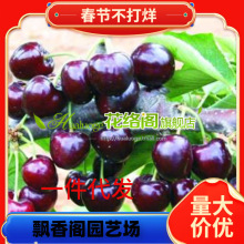 �������������������l ����������6̖��ľ��12̖ 17̖ y1������ľ