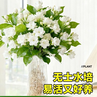 ˮ��ֲ�����������r�л���ϻ���ֱ�l���ò廨�҃ȾGֲ�ļ��_��