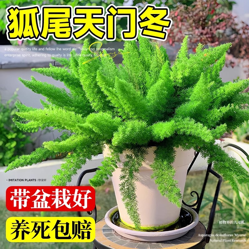 大盆狐尾天门冬盆栽植物庭院阳台常青绿植狐尾草四季花卉室内好养