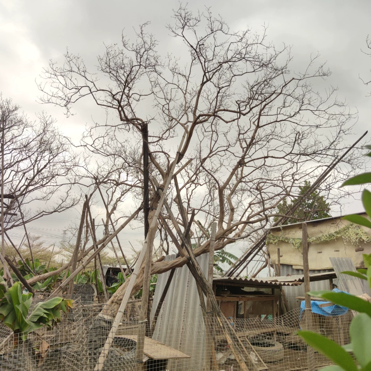 2302 База Поставка тонких листьев косо плавающие маленькие листья Lagerstroemia 8-20 см тонких листьев красного цветка