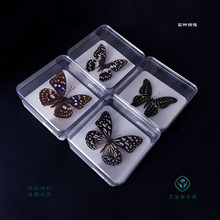 透明水晶標本盒帶針插板  展示盒台紙 鳴蟲用具 蝴蝶 整姿台 推薦