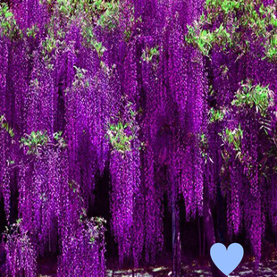 Wisteria flower sapling climbing vine plant courtyard wall four seasons flowering potted flower seedling green planting flower vine wisteria