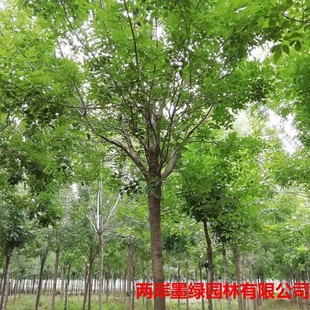 ���l��Ϟ����� ��Ʒ��Ϟ��� ��ľ8-30���ִֶ�Ҏ���е�����ֲ��