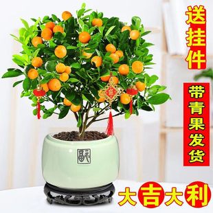 �ļ��������ͥԺ���B���Ә���ؔ�^�p�辰�̨�����l؛ϲ�c���Ә�