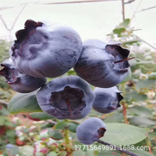 A{ݮ玧{ݮϱNֲԵ{ݮ䮔Y