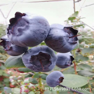 A�{ݮ����玧������{ݮ���ϱ����Nֲ���Ե����{ݮ���䮔��Y��