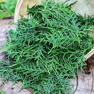 Fresh wild cypress leaves, cypress leaves, plant shampoo, hair care, hair growth, cypress hair growth, cypress leaves, pure natural