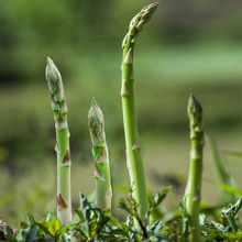芦笋种子春秋四季庭院绿紫芦笋蔬菜种籽持续采收20年正品原装方震