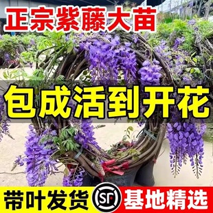 ���ٻ����ļ�����ֲ���������_��˹��ˮ�����}�Ϙ�ͥԺ�̨����