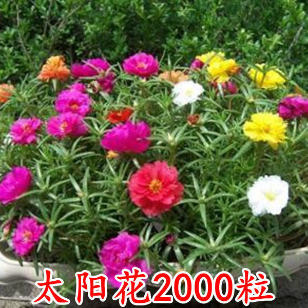 Semillas de flores, plantas en macetas, balcón, jardín, margarita, girasol, lavanda, pétalos dobles, semillas de girasol