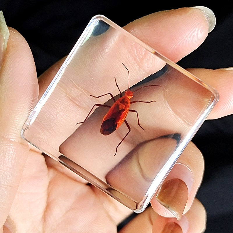 밝은 회색의 빨간색 벌레