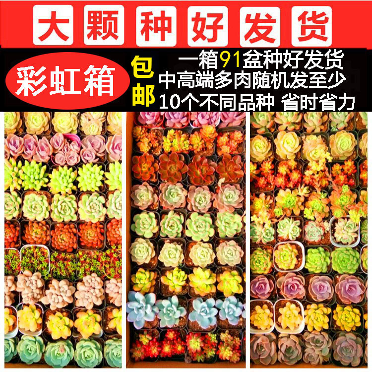 무지개 상자에는 다양한 품종의 화분 91개가 들어 있으며 무작위로 배송됩니다(배송용 화분 토양 포함).외진 지역 신장, 티베트, 칭하이, 닝샤, 간쑤, 내몽골, 하이난, 배송비는 추가됩니다.