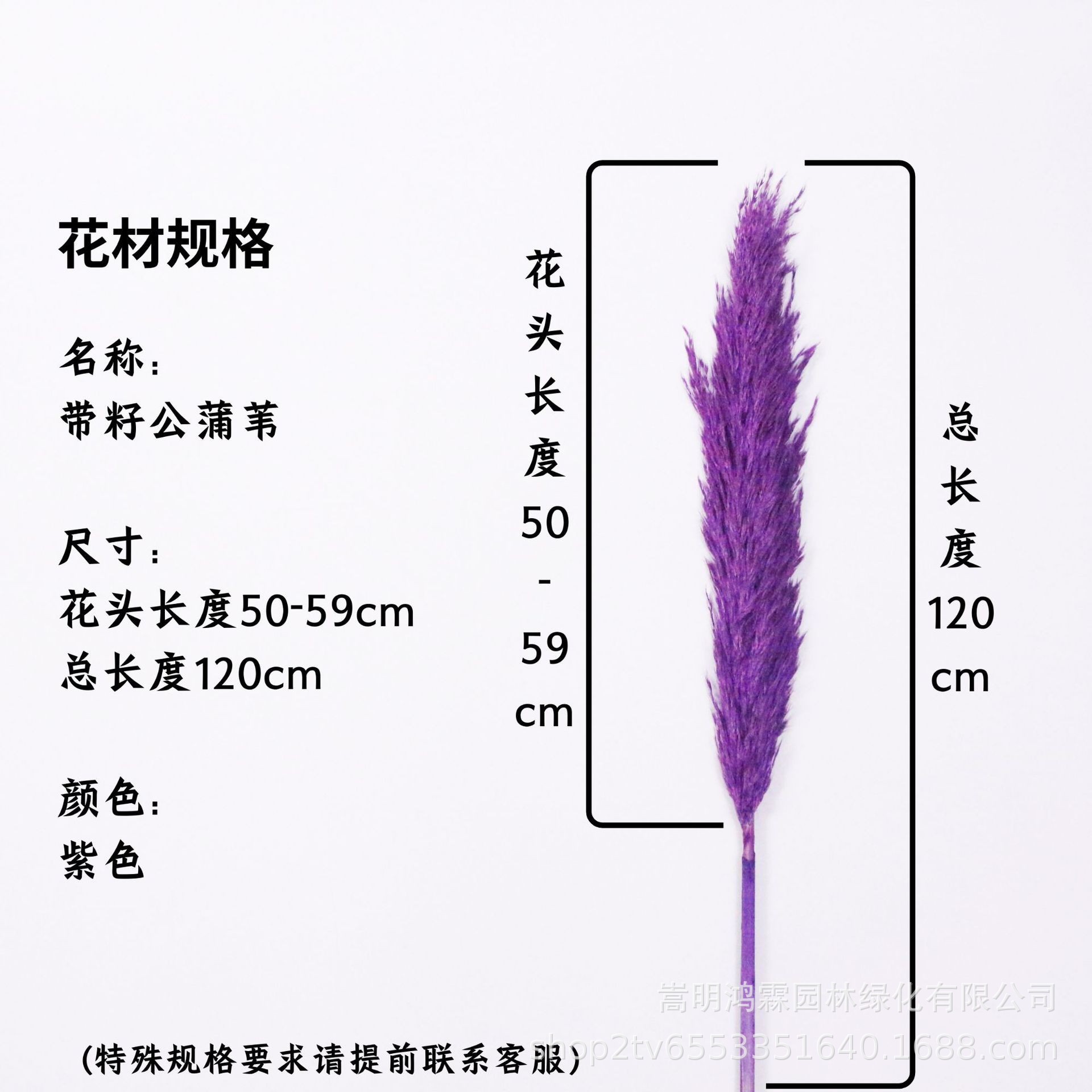 보라색 꽃 머리 50-59cm