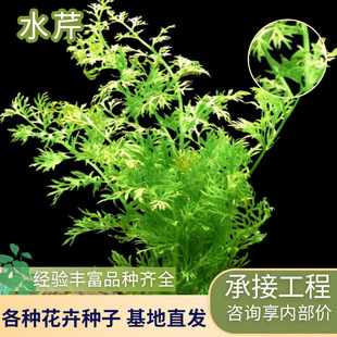 Water Celery Directly Supplied from the Base, Water Celery Is Evergreen All Year Round, Specializing in Aquatic Plant Cultivation, Water Celery Planting, Water Celery Seedlings and Aquatic Plants