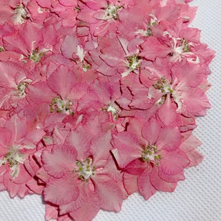干花diy材料包手工真花压花植物标本装饰摆件手作飞燕花批发跨境