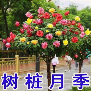 �����ǘ���¼����ߗU�����ش�õ�廨ͥԺ�̨�ļ��_����ɫ���B��
