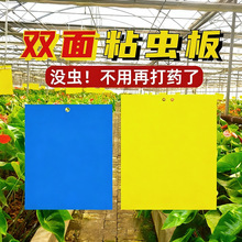 跨境黄蓝一体粘虫板黄板双面诱虫板蓟马蓝板丝瓜柑橘针蜂果实蝇粘