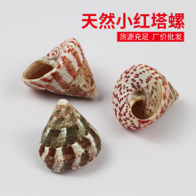 天然小海螺贝壳红斑钟螺小红塔螺鱼缸造景装饰工艺品创意摆件批发