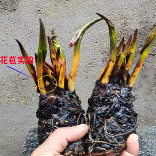 ˯ɏ���K������ˮ��ֲ����ɏ�ɻ���ˮ�B�������Գ����Nֲ�����_��