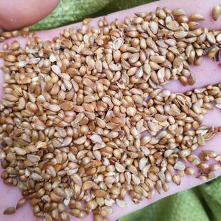 ƽ�����N�� ���⺣�ķN�� ɽ���ӷN�� �޽��O������ľ �lѿ�ʸ�