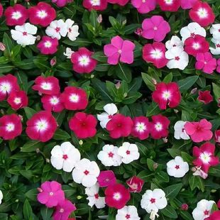 Catharanthus roseus seeds heat-resistant, cold-resistant and easy-to-live courtyard potted flower seeds indoor and outdoor five-petal plum seeds