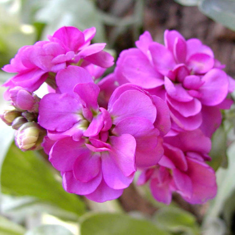 ҹ�����㾫���������㾫����ʾ��㾫�������ջ��û����㾫