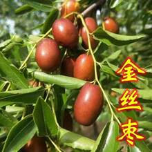 ��z�������ش��Ϸ������Nֲ���Լ޽ӗ�����ͥԺ����Y���𗗘���