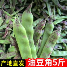 当季东北一点红油豆角现摘新鲜蔬菜无筋开锅烂宽豆黑龙江油豆5斤