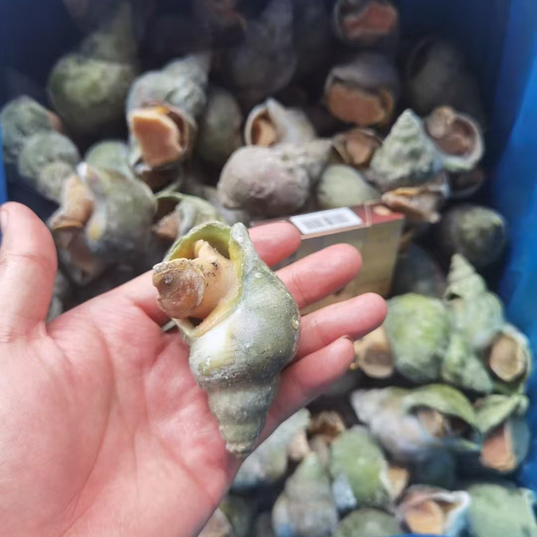 加拿大翡翠螺冰镇大海螺迎大海鲜水产自助餐刺身料理火锅烧烤食材