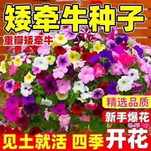 ��ţ���N���ذ갫��ţ���ļ����N�_���������Ȼ��҃������Ի�����