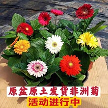 非洲菊盆栽带花苞扶郎花盆栽阳台办公室盆栽植物花卉易活四季开花