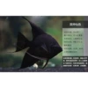 About 5cm Black Fairy 2