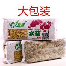 清仓优质干水苔蝴蝶兰专用青苔土苔藓乌龟垫料捕蝇草猪笼草