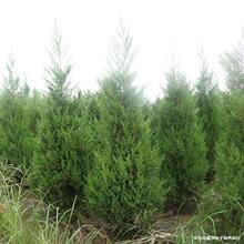 Ȱؘɰؘɰؘ猚ؘ֦֦ļ