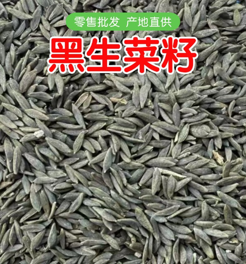Black Lettuce Seeds Raw Edible Agricultural Product 1 Jin Pack overview