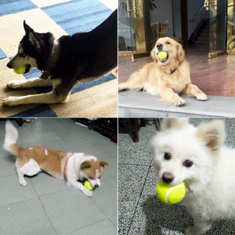 강아지 장난감 공, 자기 즐거움과 지루함 해소 유물, 애완 동물 보더 셰퍼드, 골든 리트리버, 코기, 물림 방지 공, 훈련 어금니 테니스 공, 고무