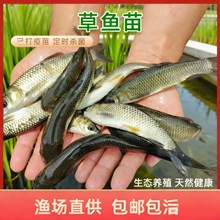 观赏鱼水族活体小金鱼活鱼红草金锦鲤锦鲫摆摊捞钓套圈冷水鱼批发
