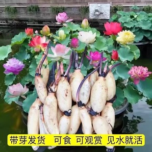 �ļ������^�pˮ��ɻ�ˮ�B�Nź��ɏ���N������ֲ������ʳ��ɏź��
