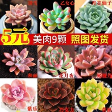 多肉植物 小盆栽 豪华套装多肉组合桃蛋玉露绿植花卉园艺